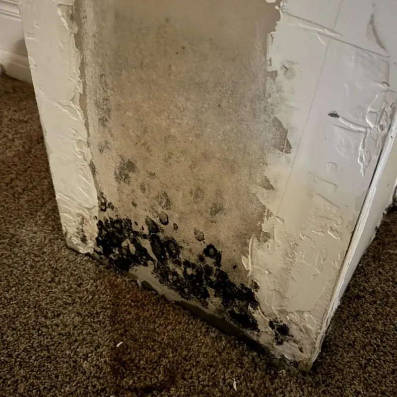 Professional Mold Removal in Alton, IL